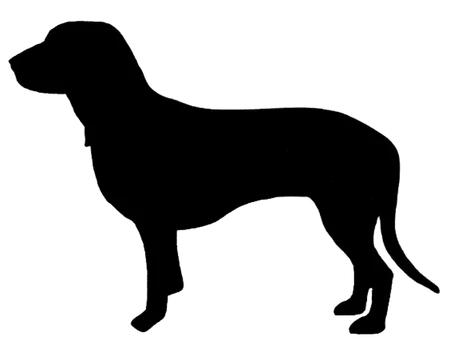 Schweizerischer Niederlaufhund