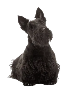 Scottish Terrier (3)