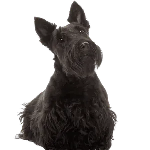Scottish Terrier (3)