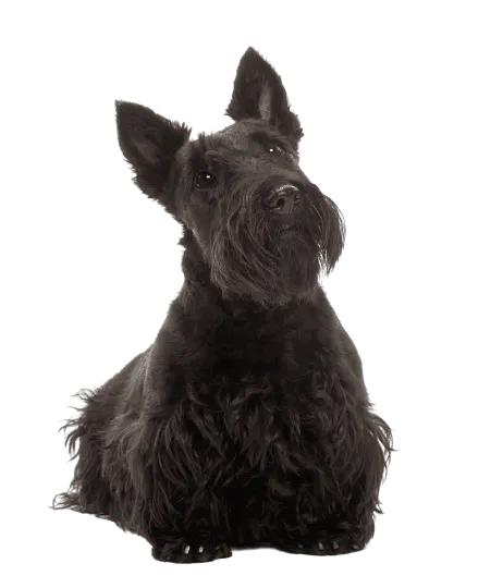 Scottish Terrier (3)