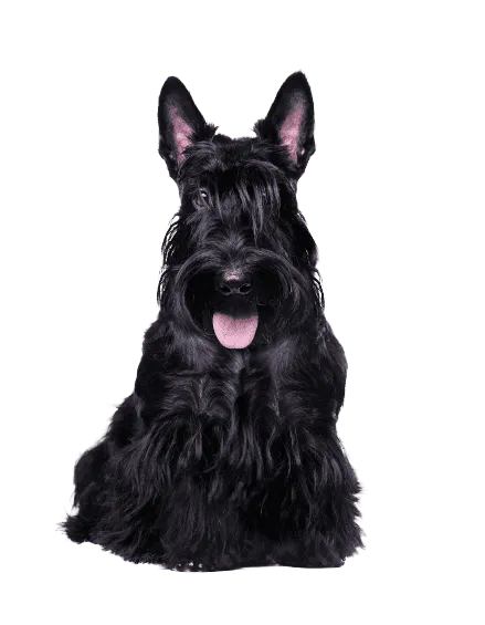 Scottish Terrier (2)