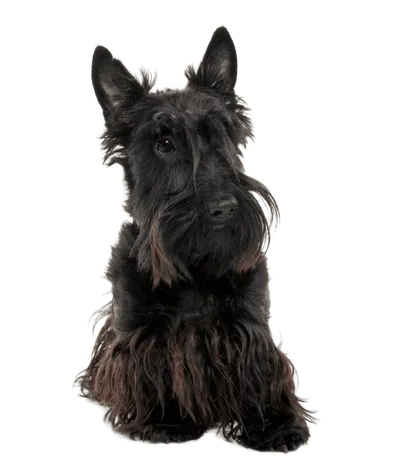 Scottish Terrier (4)