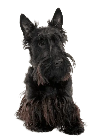 Scottish Terrier (4)
