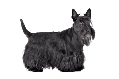 Scottish Terrier (1)