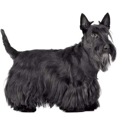 Scottish Terrier (1)