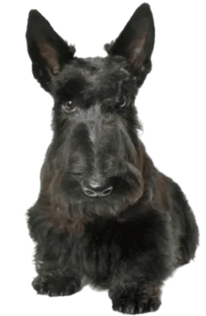 Scottish Terrier