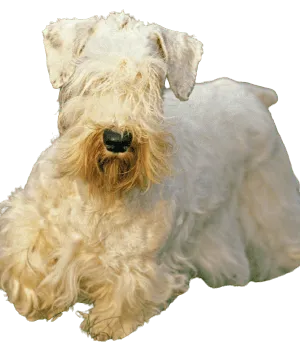 Sealyham Terrier