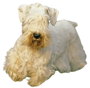 Sealyham Terrier
