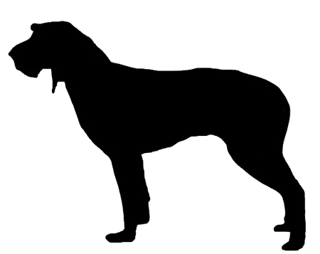 Segugio Italiano (Drahthaar)
