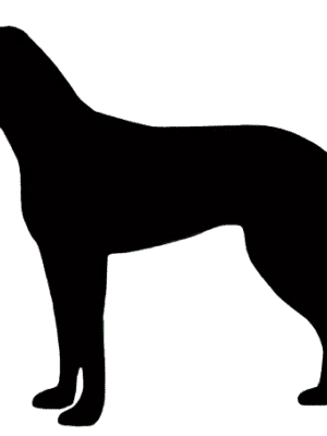 Segugio Italiano (Kurzhaar)