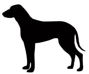 Segugio Italiano (Kurzhaar)