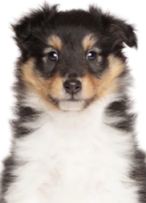 Shetland Sheepdog