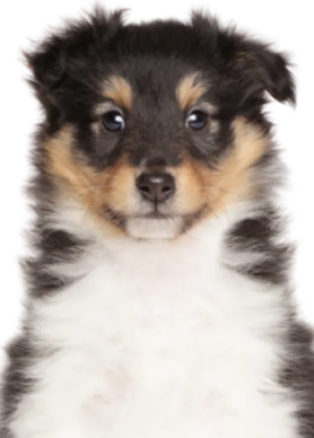Shetland Sheepdog
