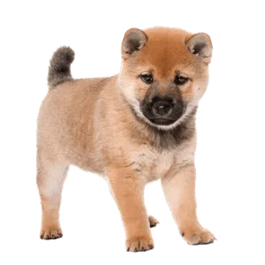 Shiba Inu Puppy