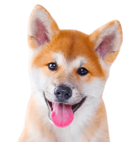 Shiba Inu Profile