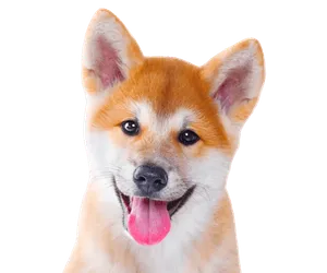 Shiba Inu Profile