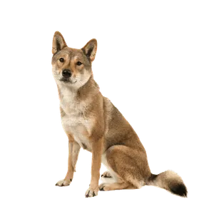 Shikoku (4)