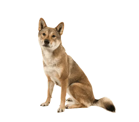 Shikoku (4)