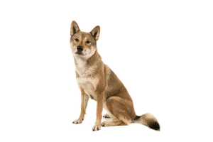Shikoku (4)