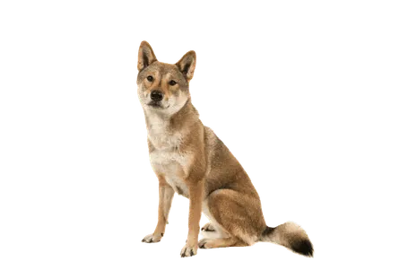 Shikoku (4)