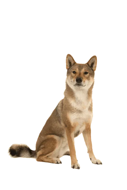Shikoku (5)