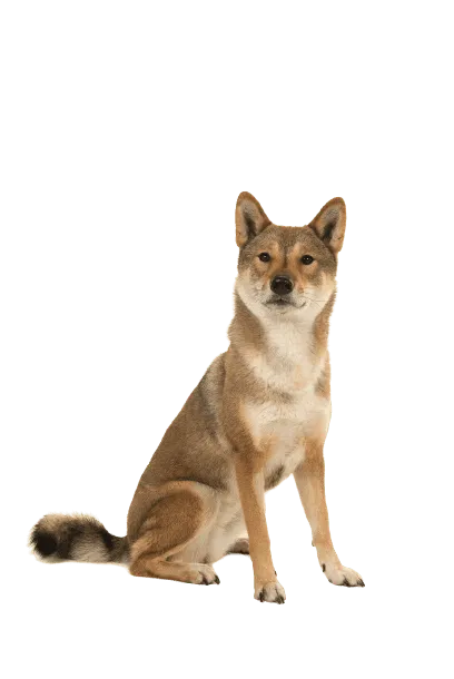 Shikoku (5)