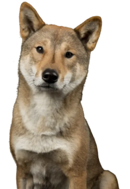 Shikoku