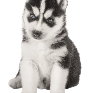 Siberian Husky (6)