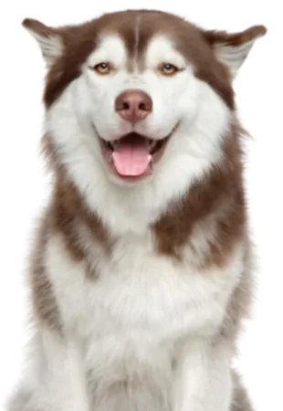 Siberian Husky (7)
