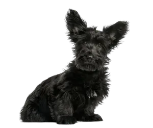 Skye Terrier (6)