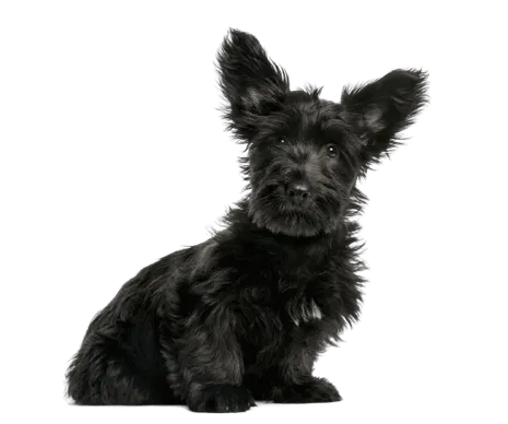 Skye Terrier (6)