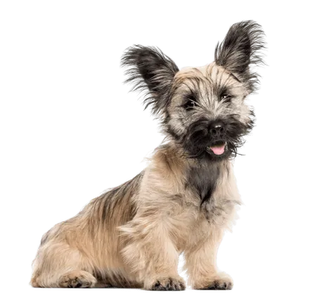 Skye Terrier (7)