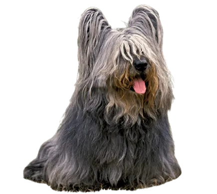 Skye Terrier Bild 4
