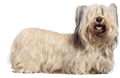 Skye Terrier - Gesundheit