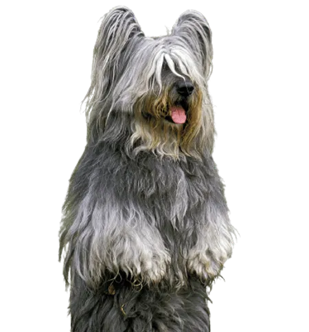 Skye Terrier