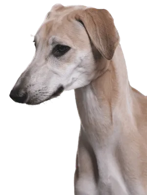 Sloughi