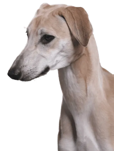 Sloughi