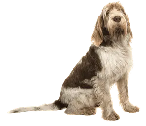 Spinone Italiano