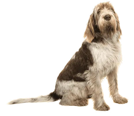 Spinone Italiano