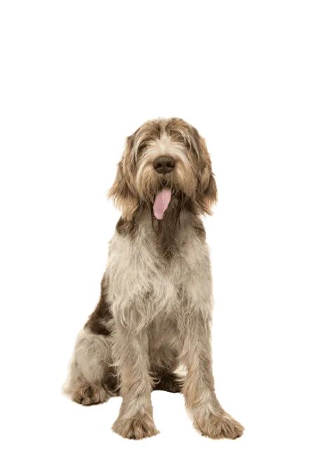 Spinone Italiano