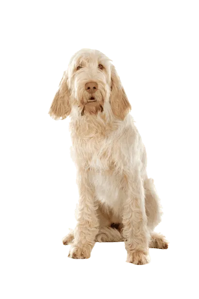 Spinone Italiano