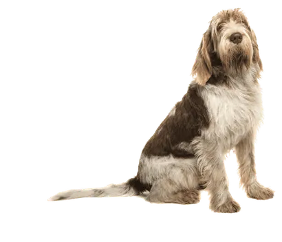 Spinone Italiano