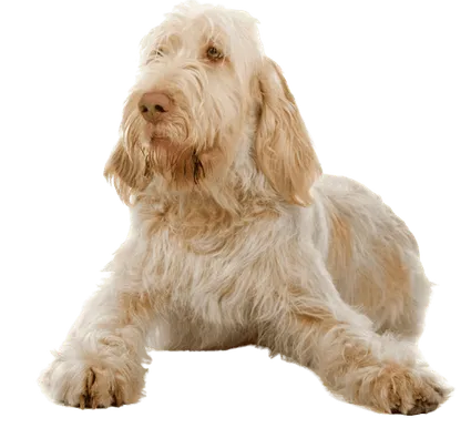 Spinone Italiano - Herkunft und Geschichte