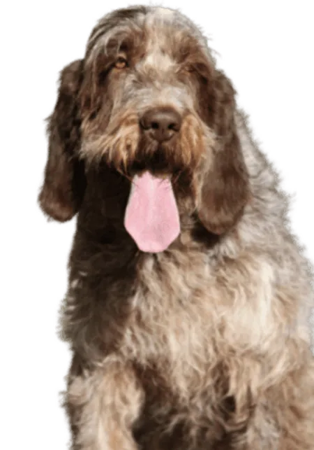 Spinone Italiano