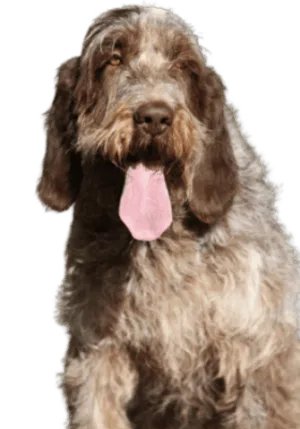 Spinone Italiano