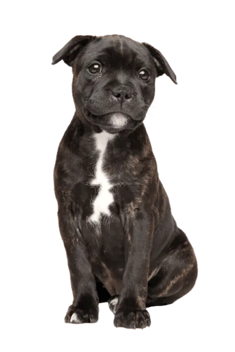 Staffordshire Bullterrier (5)