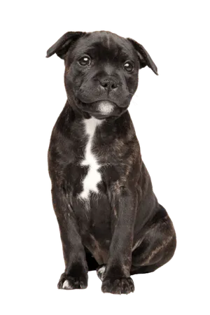 Staffordshire Bullterrier (5)