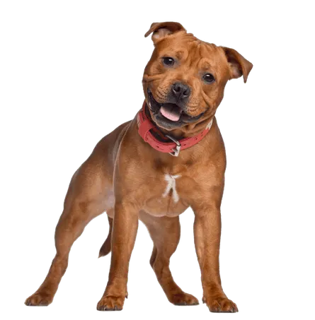 Staffordshire Bullterrier (1)