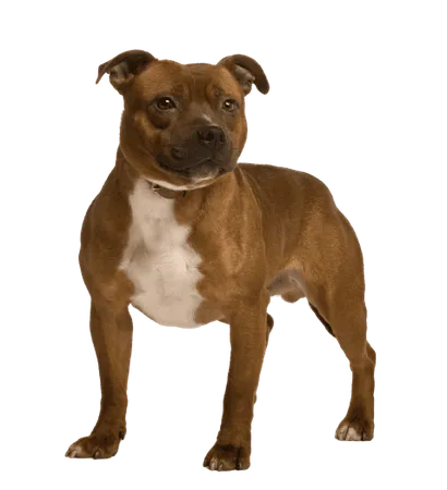 Staffordshire Bullterrier (2)