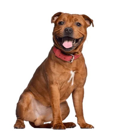 Staffordshire Bullterrier (4)